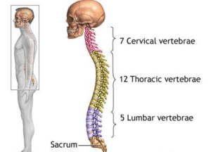 Chicago Chiropractic - Spine