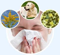 surviving allergy season from Chicago Chiropractic
