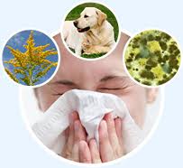 Chicago Chiropractic for surviving allergy season surviving allergy season from Chicago Chiropractic