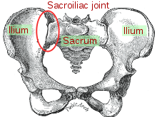 sacroiliac joints treated by Chiropractor in Chicago