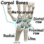 Anatomy of the Wrist & Chiropractic Care - Chiropractor in Chicago